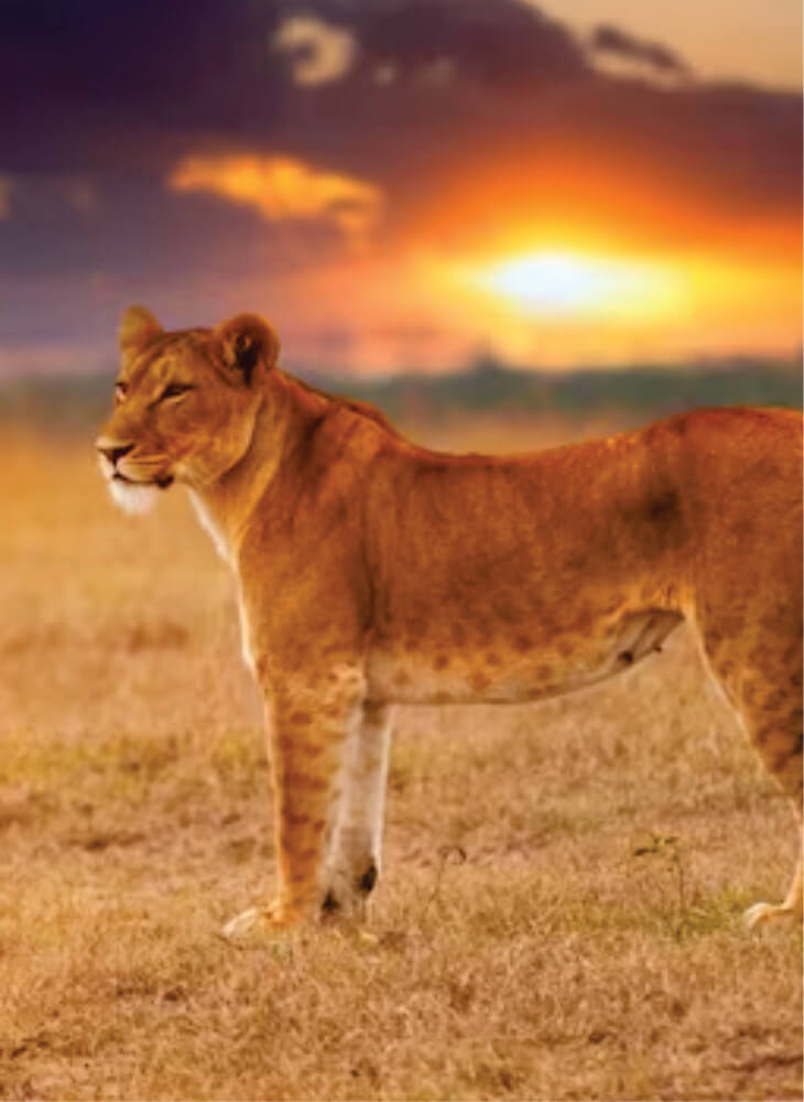 Hungry female lion standing on shot grass at sunset watching intensely in Masai Mara on great migration safari at Masai Mara Budget Camp