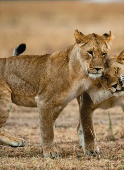 Two adorable young lions playing together in the field on 3-Day Masai Mara jeep joining safari accommodations at Budget Camp