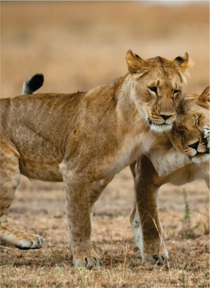 Two adorable young lions playing together in the field on 3-Day Masai Mara jeep joining safari accommodations at Budget Camp