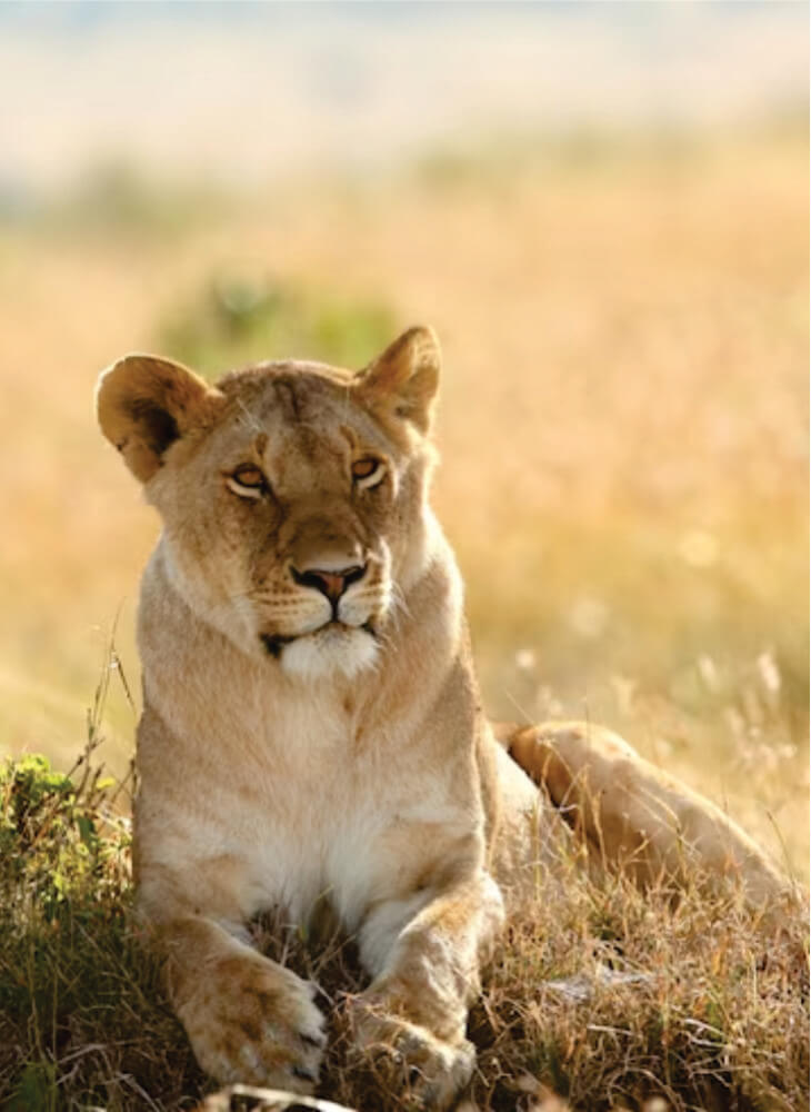 Lioness resting proudly on grass-covered fields in Masai Mara plains on package holidays to Kenya safari at Masai Mara budget camp