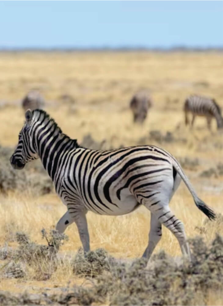 Wild zebra walking in Masai Mara plains, Kenya on affordable Masai Mara wildlife safari tours in Kenya at Masai Mara budget camp